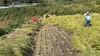 【淡路島産令和4年新米】「姫ごのみ」2kg/4kg農薬・化学肥料不使用天日干し