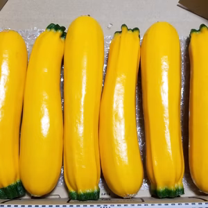 ズッキーニ(秋初物)