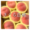 まだまだ終わらない桃、福島県産さくら白桃
