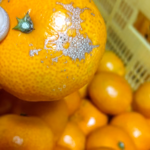 [訳あり]いしじみかん10kg（傷あり、中身綺麗、大小込み） 