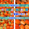 【着指定可能】サイズおまかせご家庭用　夏秋いちご　内容量約１キロ〜