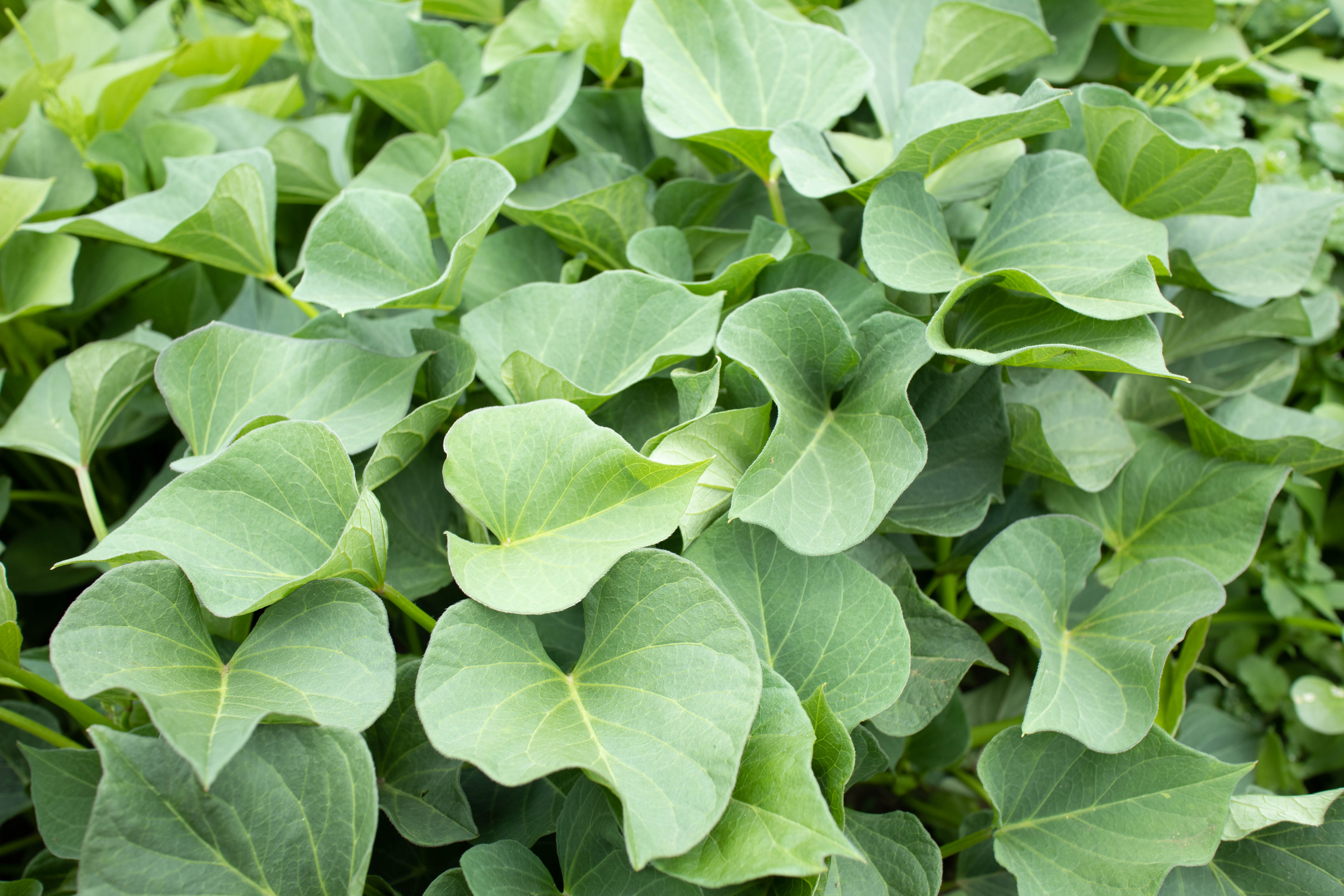 サツマイモ苗 葉と柔らかい茎 食べられます！ 空芯菜様なの味 紅