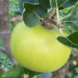 酸っぱい！青りんご「ブラムリー」8月25日前後より順次発送！