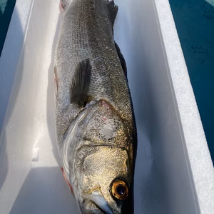 【車海老を食べて育った】脂たっぷり高級出世魚マダカ！船上活け締め神経締め！