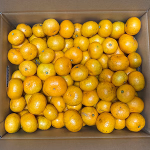 【訳あり】極早生みかん　有機肥料使用　熊本県河内産