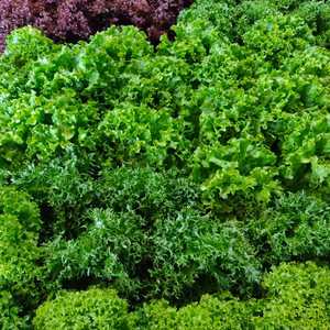 湖月ミックス（リーフレタスミックス）