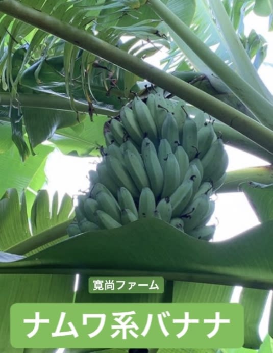 自然栽培〕ナムワ系バナナ｜バナナの商品詳細｜ポケットマルシェ