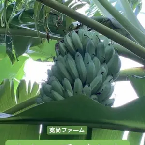 〔自然栽培〕寛尚ファームのバナナ1kg