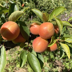 2024年産　赤い梅シロップ【訳あり】露茜（冷凍）梅×スモモ