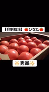 【10月初旬まで】大人気!!!大玉トマト *秀品* 4㎏箱