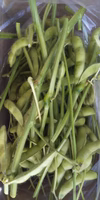 おうちで収穫♪枝付き枝豆‼️