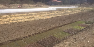 順化してますか？