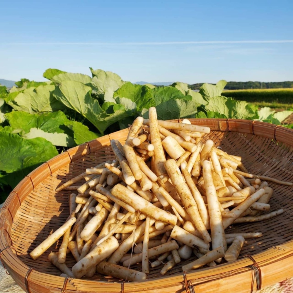 青森県産！ごぼう700グラム＋にんにく200グラム - 野菜