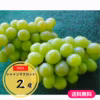 ≪限定販売≫【送料無料】シャインマスカット2房箱入※地域指定