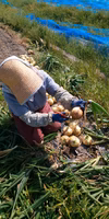 淡路島玉ねぎ5キロおまけ付き。