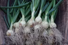 【無農薬無化学肥料・葉玉ねぎ】淡路島ローカル！とろける甘さの葉付き新玉ねぎ