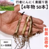 ！現在出荷中！【4年物50本】行者にんにくの苗