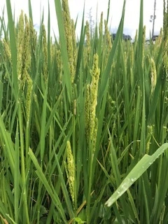 新米　栽培期間中農薬不使用　丹波産コシヒカリ 5kg