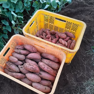 栽培期間中農薬不使用　甘ーい貯蔵サツマイモ　紅はるか