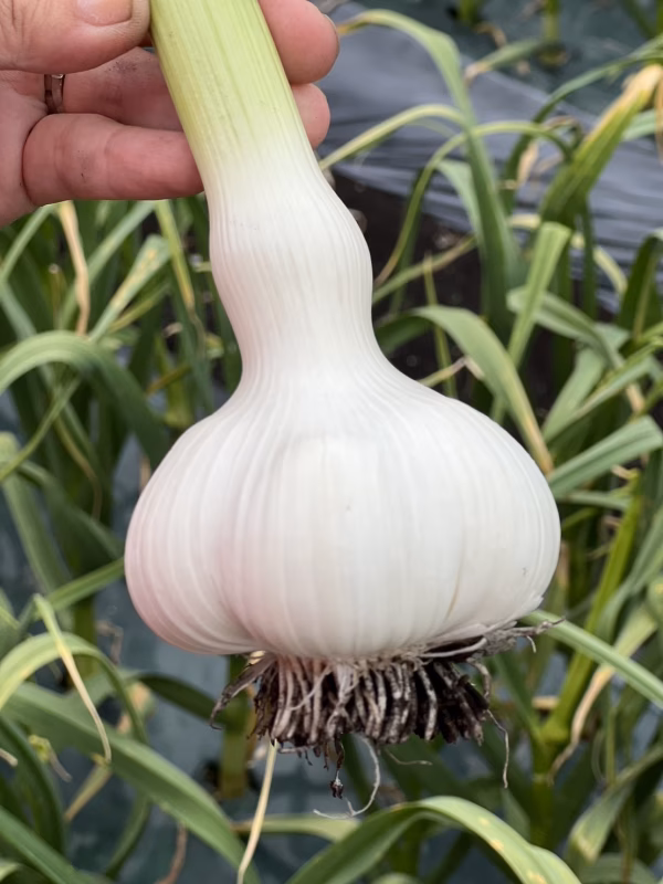 【500箱売れた】食べなきゃ損！高級品種「白玉王」青森生にんにく大玉500ｇ