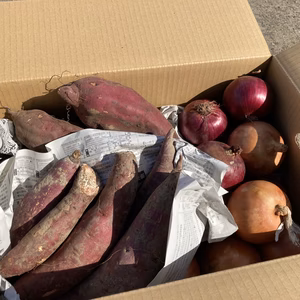 さつまいも2種と玉ねぎ2種セット