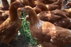 河内山養鶏場の卵（Mサイズ5０個）