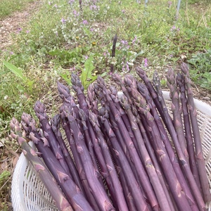 野原の紫アスパラガス　1kg