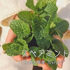 【摘みたてお届け】スペアミント☆ハーブティーやソースに！