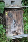 YUCO様専用くまさん(球磨産)の日本蜜蜂はちみつと訳ありにんにく1.5kg小玉