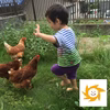 後藤もみじ 平飼い有精卵 40個