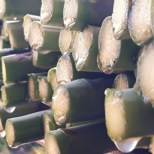 [１日１名様限定]発送日に収穫した太い方から1キロ詰め&おまけ付き