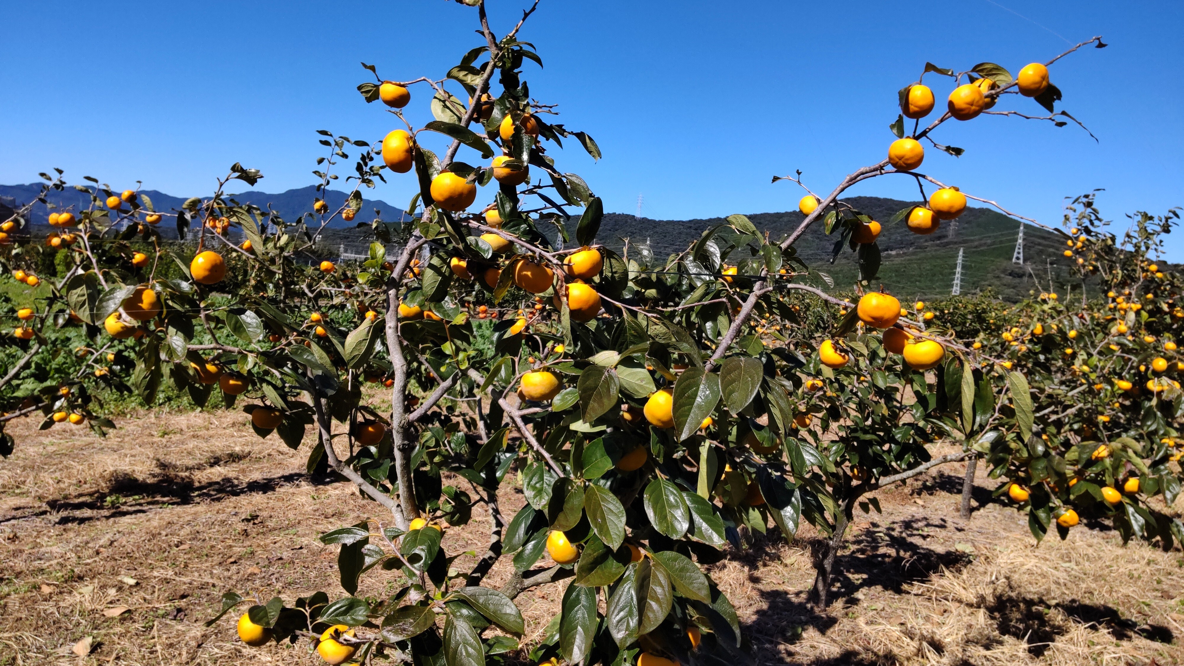 希少品種の完全甘柿 陽豊 (贈答用 6.5kg)｜柿の商品詳細｜ポケット