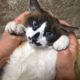 ブケショハット