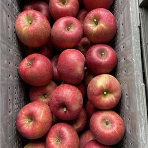 家庭用 サンふじ 2kg箱～ 信州りんご 