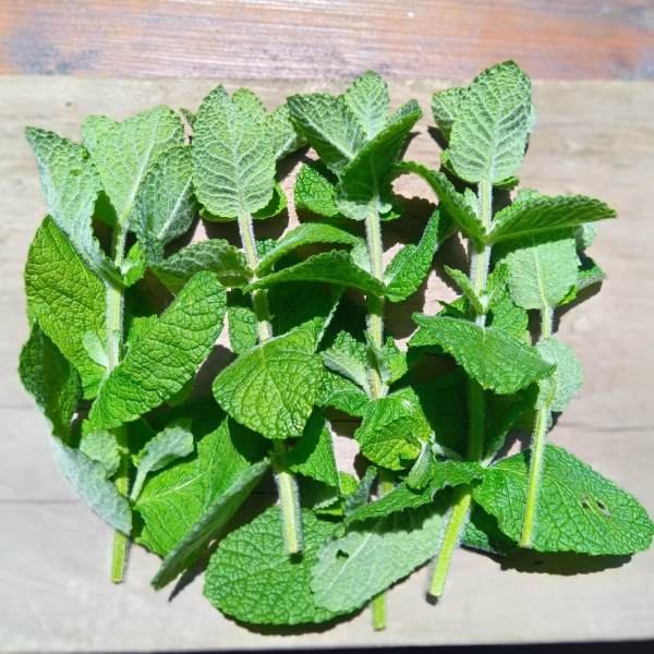 生！！ミント（アップルミント）２０g