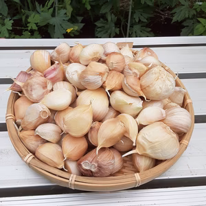 お買い得！かまちゃん農園の「ニンニク平戸バラ500ｇ」2点限定❕