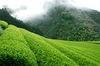 ✳︎ 送料無料 ✳︎【2023年 摘み取り 山のお茶】ビードロ椿ギフトセット