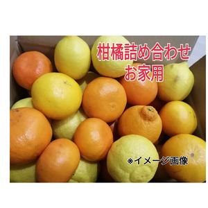 オマケ付❢5種春爛漫柑橘セット【お家用】
