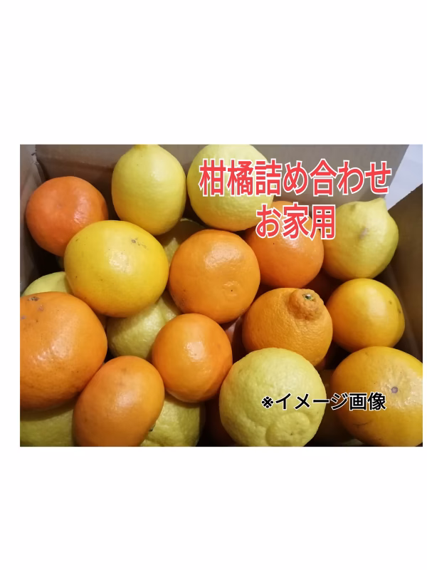 オマケ付❢5種春爛漫柑橘セット【お家用】