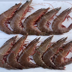 ☆限定50名様 特別割引☆紀州雑賀崎 天然アシアカエビ中小1kg
