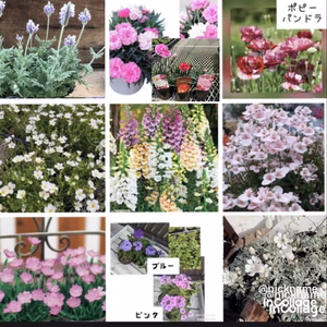 【母の日ギフト】華やか少しづつ楽しめるガーデンセット★宿根草＆希少品種★16苗