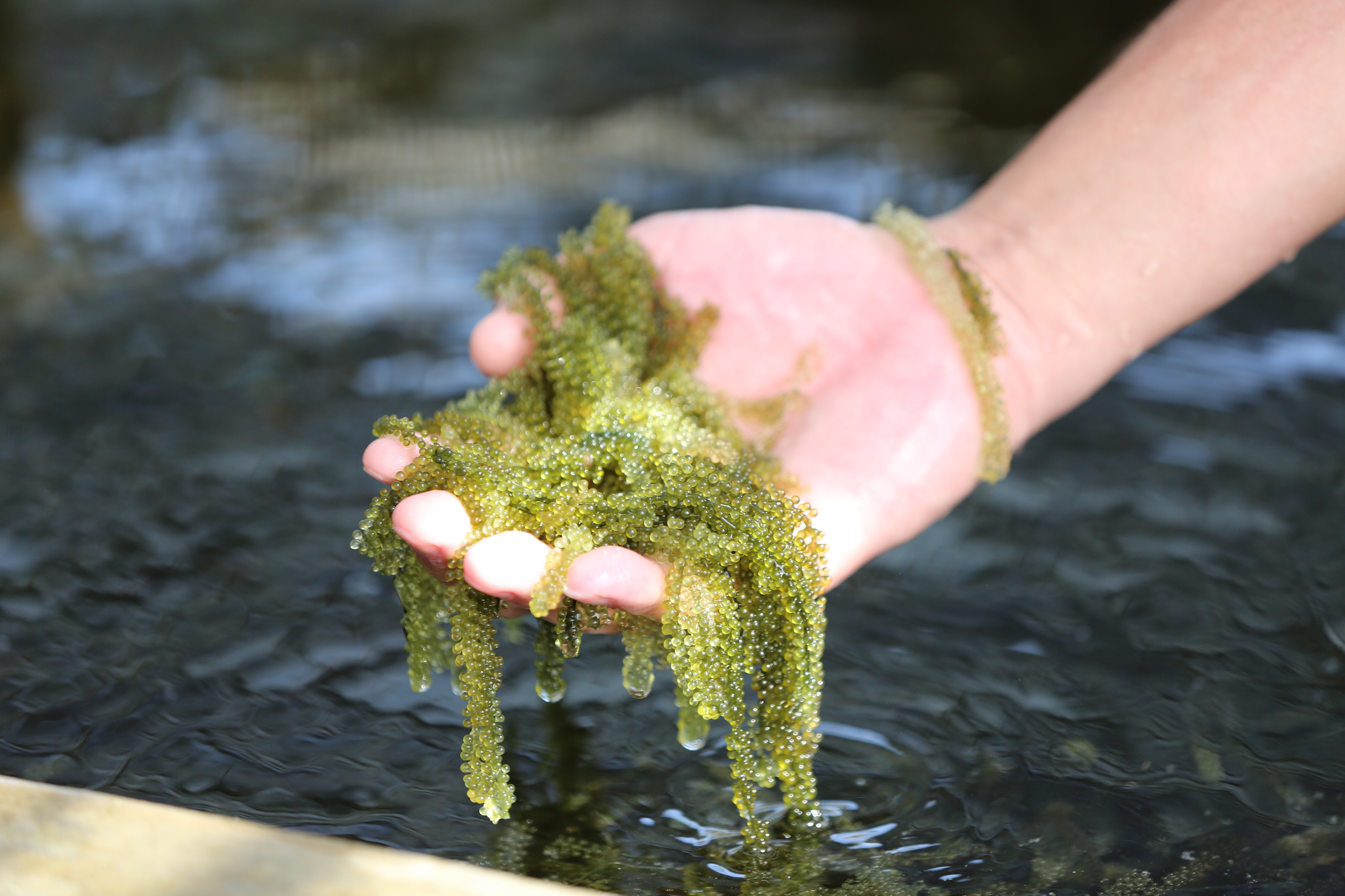 250g×2箱 250gにタレ2P 登録商標 海ぶどう 茎が多いB品です 500g 沖縄