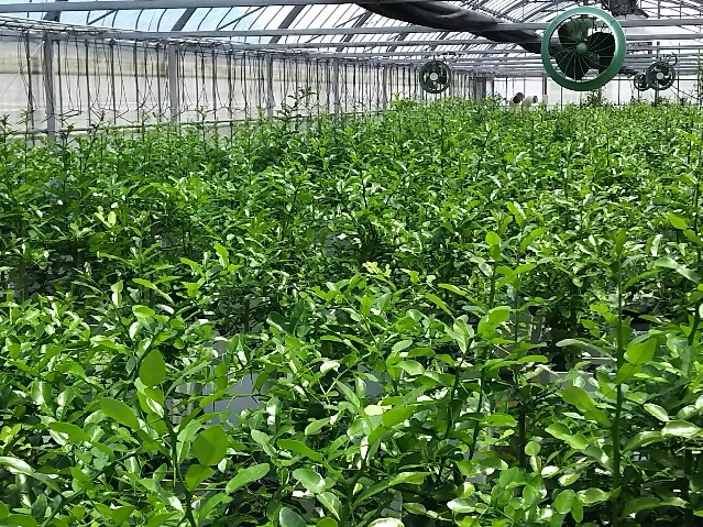 コブミカン鉢植え|観葉植物の商品詳細|ポケットマルシェ|産地 コブミカン鉢植え|観葉植物の商品詳細|ポケットマルシェ|産地