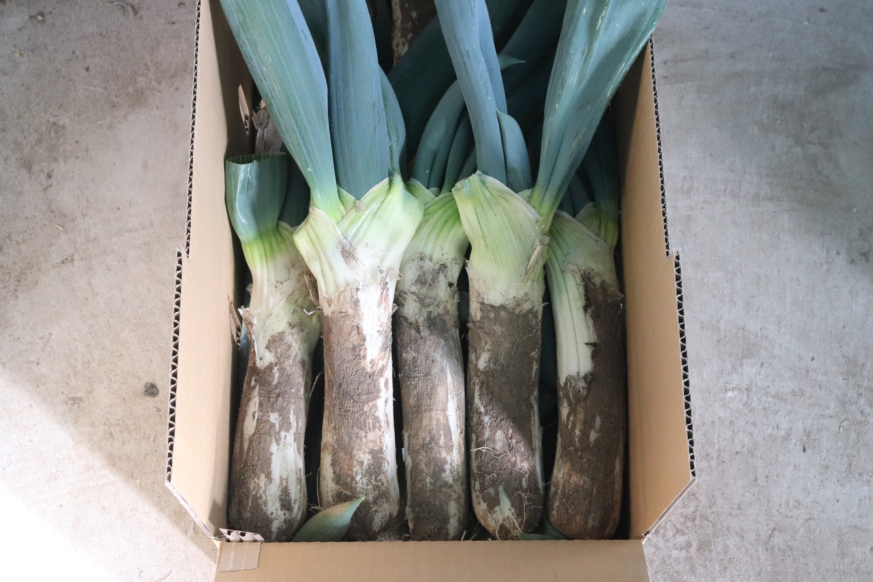 福袋2026】《3L 13～14本》厳冬期！姿は△味は◎！「泥付き下仁田ねぎ