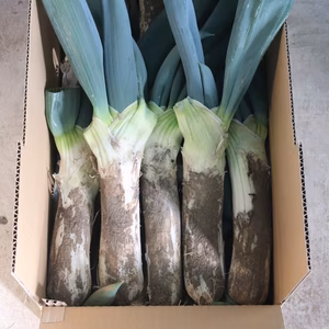 お買得！《3Lサイズ 13本前後》お蚕さまも手伝う「泥付き下仁田ねぎ」3.2kg