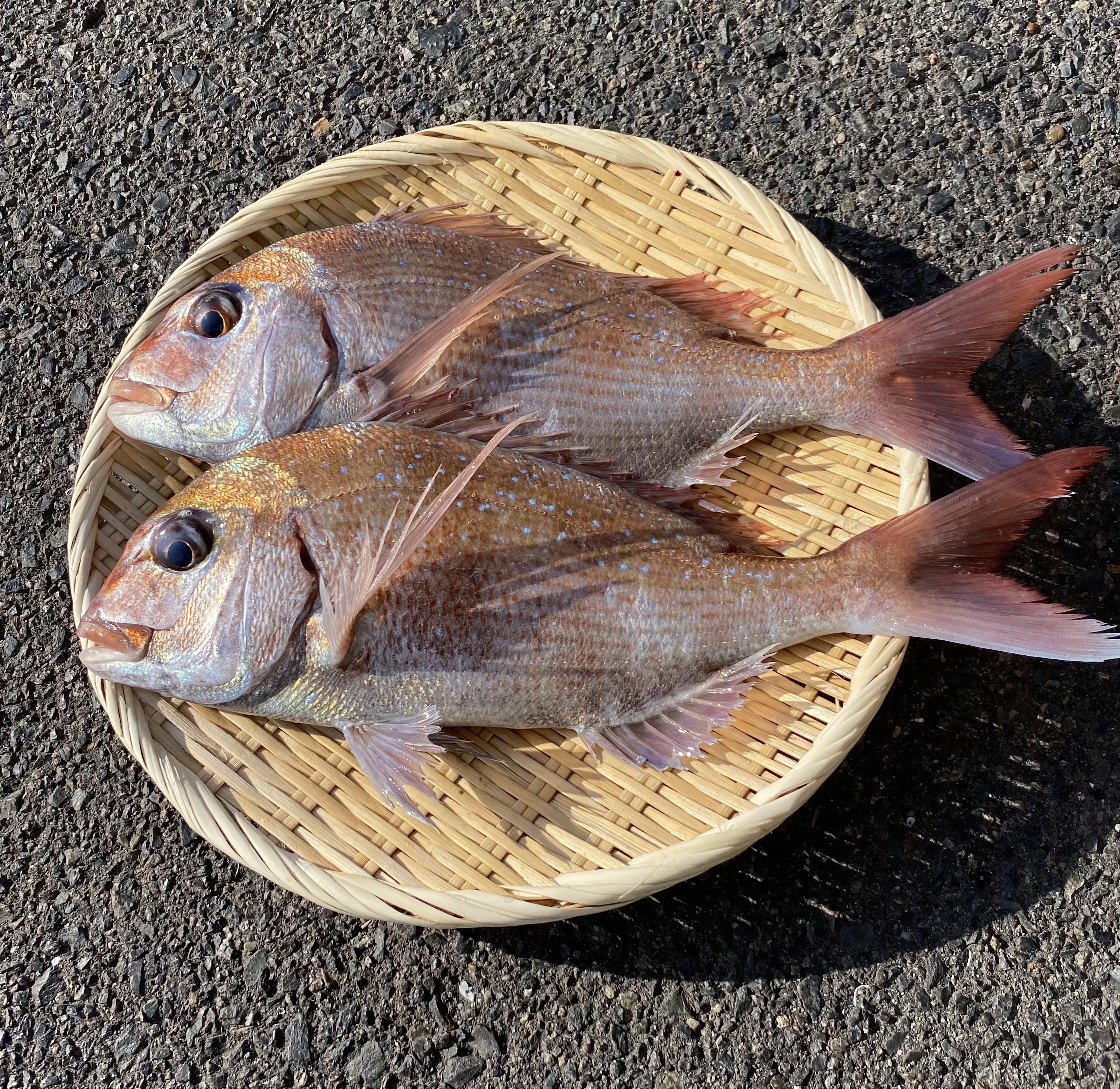 江田島産】天然 真鯛(マダイ) ｜タイの商品詳細｜ポケットマルシェ
