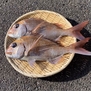 【江田島産】天然 真鯛(マダイ)