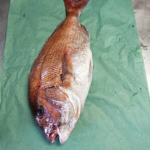白神前浜鮮魚、マダイ‼️