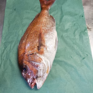 白神前浜鮮魚、マダイ‼️