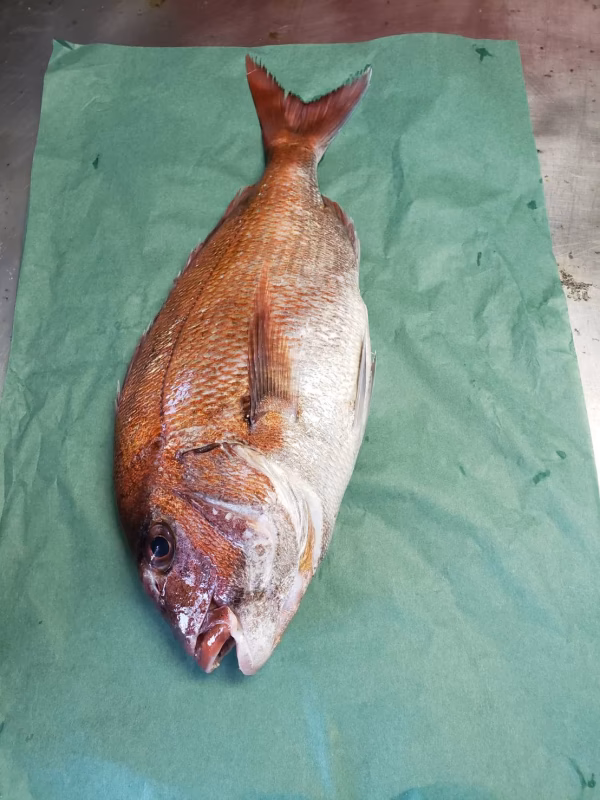 白神前浜鮮魚、マダイ‼️